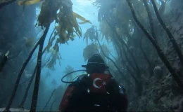 Küresel Isınmanın Deniz Kestanelerine Verdiği Zarar Görüntülendi